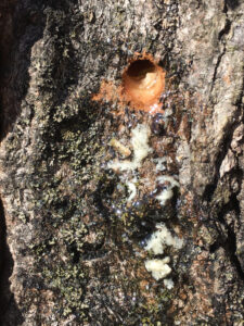 From Sap to Syrup